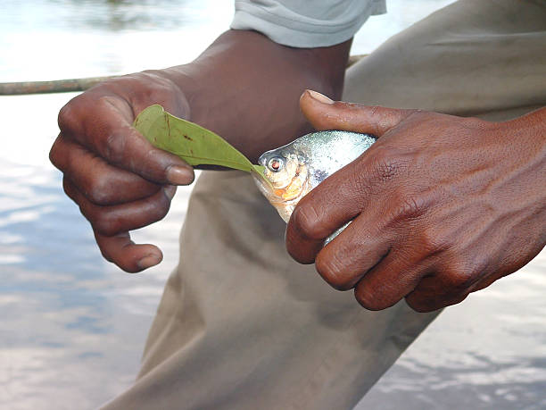 Man holds piranha "A native guide holds a piranha, caught in the Orinoco Delta." delta amacuro stock pictures, royalty-free photos & images