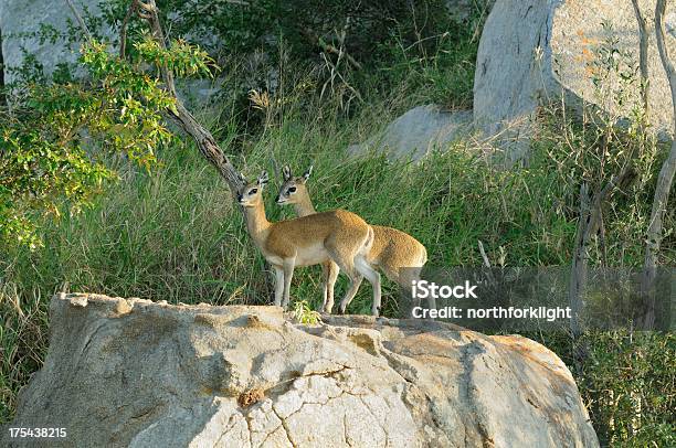 Klipspringer Para Na Rock Wychodnia - zdjęcia stockowe i więcej obrazów Antylopa - Antylopa, Bez ludzi, Dzikie zwierzęta