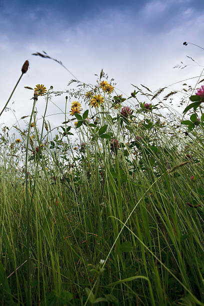 istock Low angle shot of long grass flowers and sky 175438279