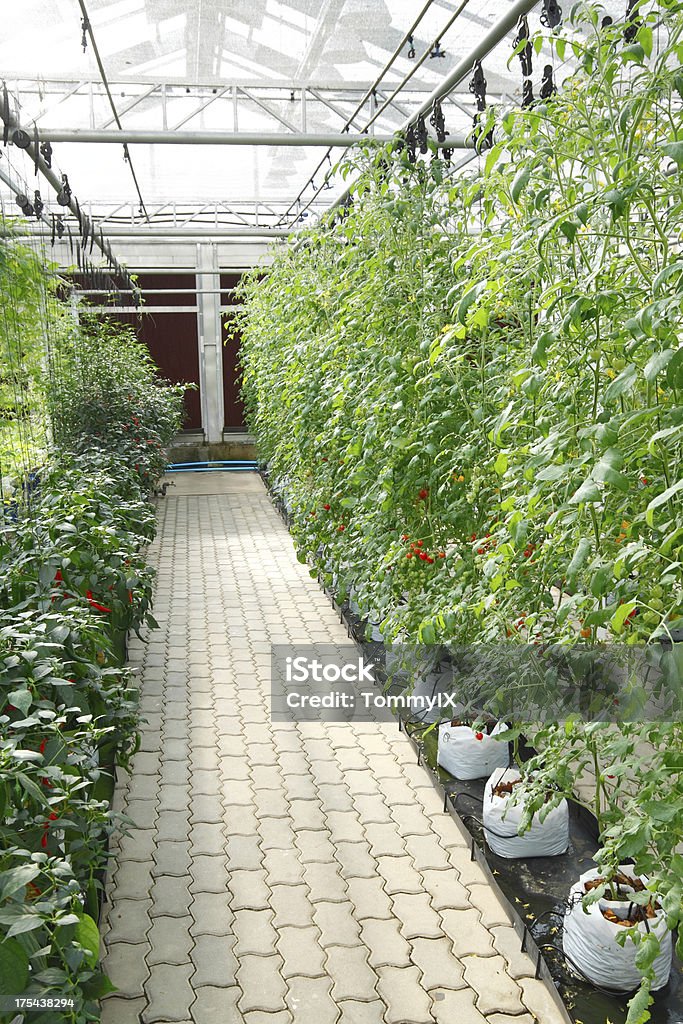 Soilless Kultur greenhouse - Lizenzfrei Chili-Schote Stock-Foto