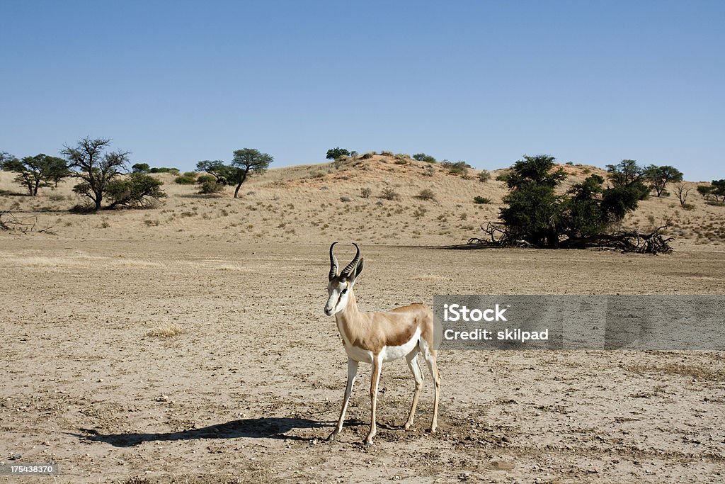 springbok de kalahari - Foto de stock de Animais de Safári royalty-free