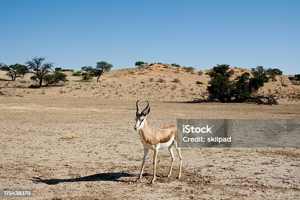 Foto de Springbok De Kalahari e mais fotos de stock de Animais de Safári - Animais de Safári, Animal selvagem, Céu - Fenômeno natural