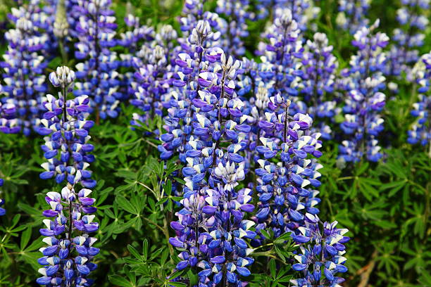 alasca tremoço-azul - lupine single flower flower blue imagens e fotografias de stock
