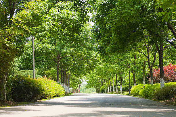 boulevard boulevard  in a park boulevard photos stock pictures, royalty-free photos & images