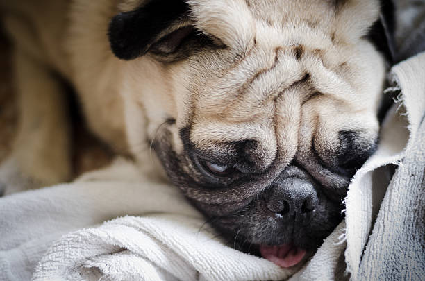 cão pug fofo com cara engraçada - dog overweight pleading begging imagens e fotografias de stock