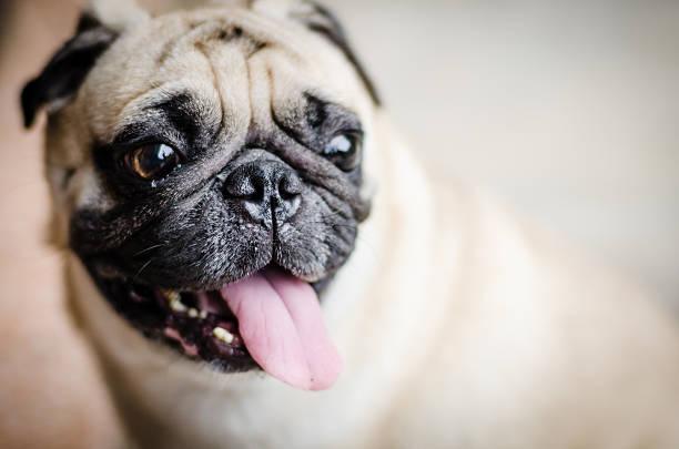 cão pug fofo com cara engraçada - dog overweight pleading begging imagens e fotografias de stock