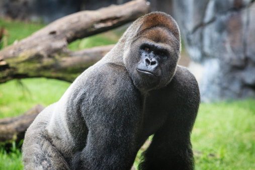 Gorila occidental de llanura alfa macho primer plano photo