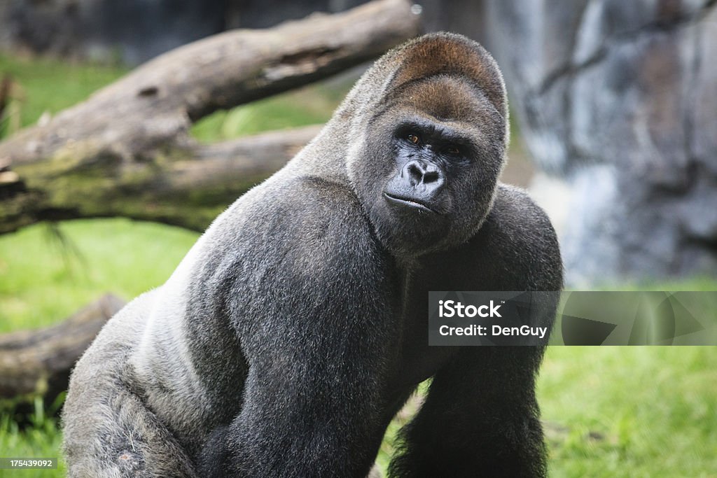 Western Lowland Gorilla Alpha Male Close Up "An alpha male Western Lowland Gorilla, also called a Silver back, is one of the great apes and ranges throughout Central Africa.  They are a highly endangered species, along with all other types of great apes in the wild." Gorilla Stock Photo