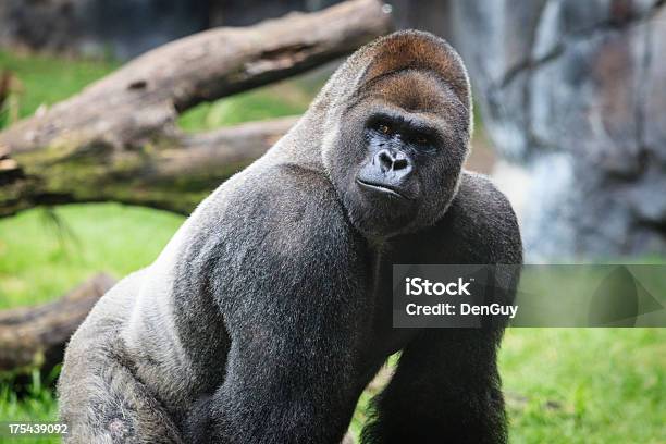 Western Lowland Gorilla Alpha Male Close Up Stock Photo - Download Image Now - Gorilla, Western Lowland Gorilla, Large