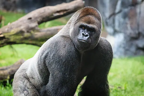 "An alpha male Western Lowland Gorilla, also called a Silver back, is one of the great apes and ranges throughout Central Africa.  They are a highly endangered species, along with all other types of great apes in the wild."