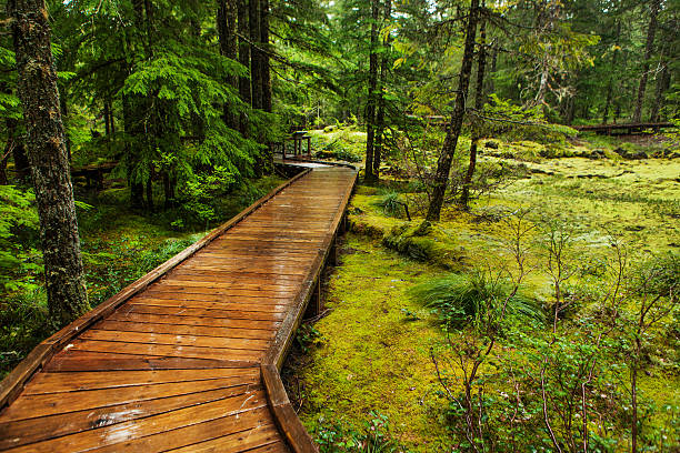 Trail through the forest A planked trail runs through a moss covered forest in the Mount St. Helens Volcanic area.  It is a fragile ecosystem that was once covered with lava from the eruption about 3,000 years ago and still recovering from the 1980 eruption that blanketed the area in ash.  The moss and lichen prefer to grow on the lava beds, providing soils where trees and other plants can become established. mount st helens stock pictures, royalty-free photos & images
