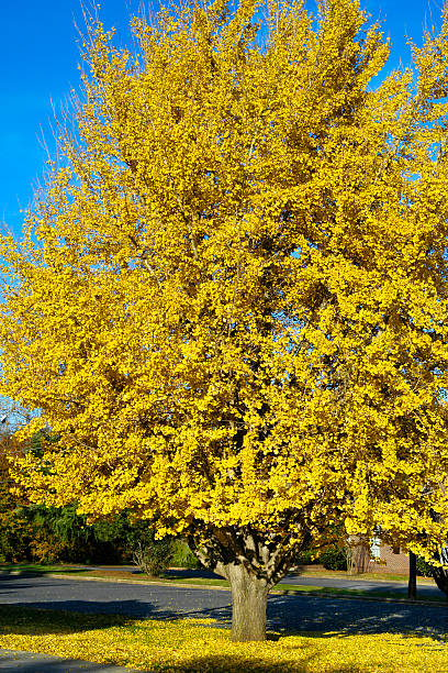 grand arbre gingko, avec de spectaculaires couleurs d'automne jaune et or - ginkgo tree photos et images de collection