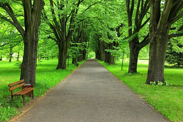 Photo of Path in Park