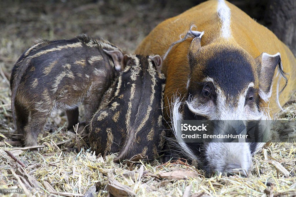 Warthogs - 로열티 프리 갓 태어난 동물 스톡 사진