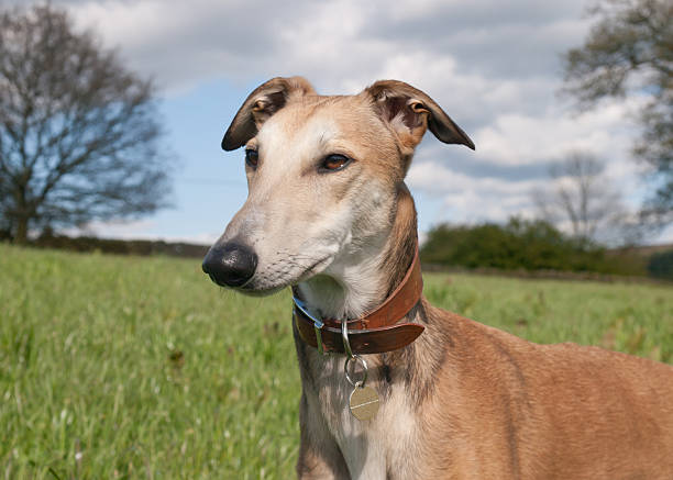 Lurcher portrait Greyhound x Saluki  lurcher dog saluki stock pictures, royalty-free photos & images