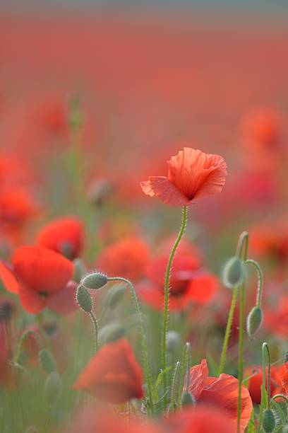 istock red poppy on a field 175439811