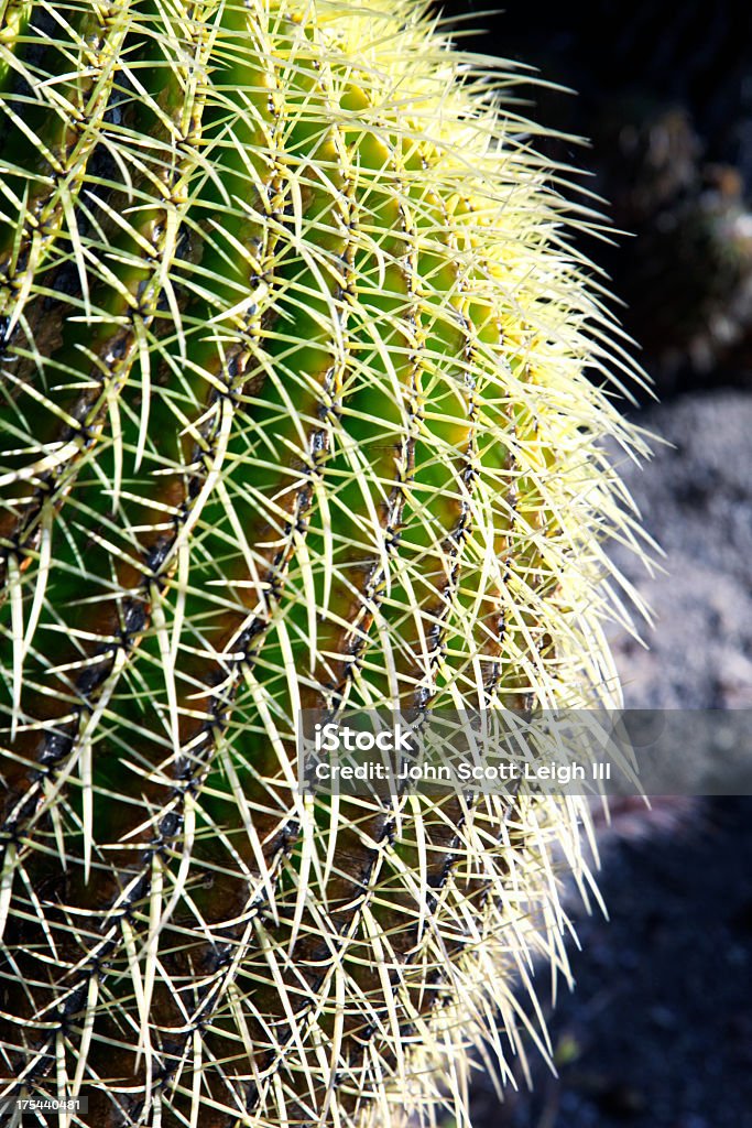 Golden barril cactos Curve Plano aproximado - Royalty-free Cato Foto de stock