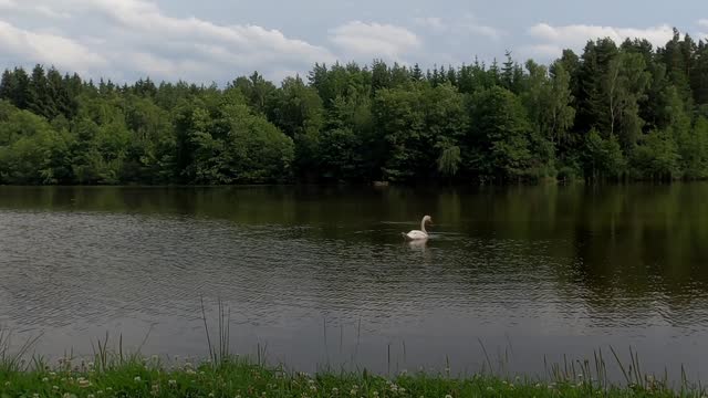 Swans in the pond in the forest with cloudy sky in the evening