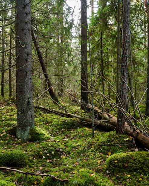 istock some tree trunks with moss on them in the woods with pine trees 1754406872