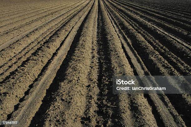 Rolnicy Pole - zdjęcia stockowe i więcej obrazów Gospodarstwo - Gospodarstwo, Saskatchewan, Alberta