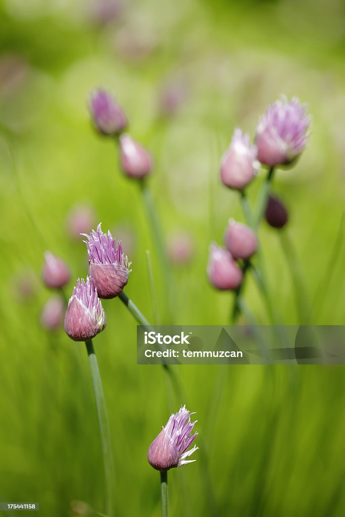 Chives Onion chive flowers. Agricultural Field Stock Photo