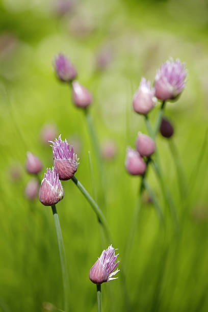 Chives Onion chive flowers. chives allium schoenoprasum purple flowers and leaves stock pictures, royalty-free photos & images