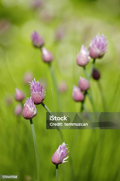 Chives Stock Photo - Download Image Now - Agricultural Field, Agriculture, Backgrounds