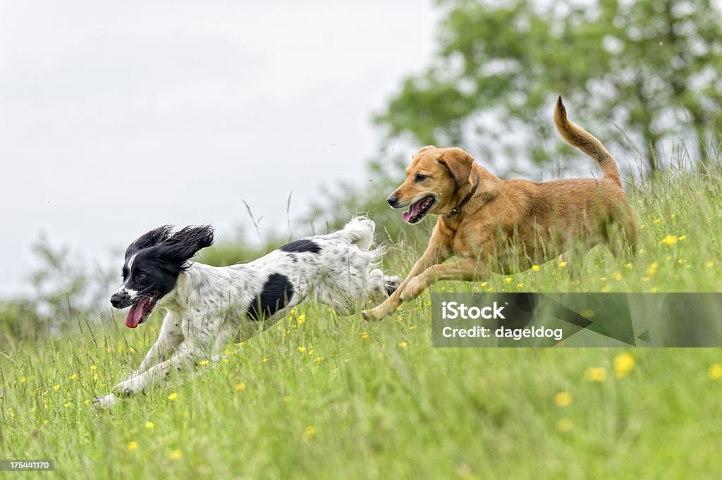 catch me! Two dogs playing catch in a summertime meadow Dog Stock Photo