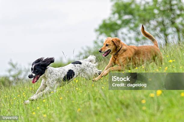 Catch Me Stock Photo - Download Image Now - Dog, Running, Playing