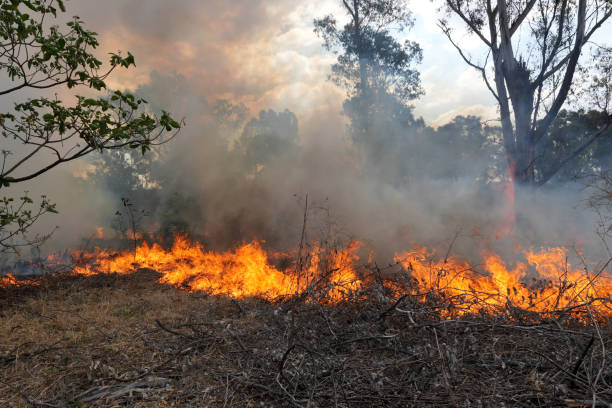 istock A stunning veld fire in a field in between a suburb and a railway 1754413445