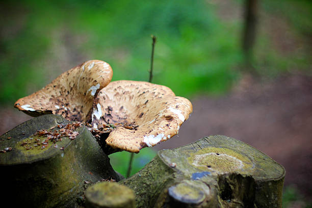istock Woodland Fungus 175441582