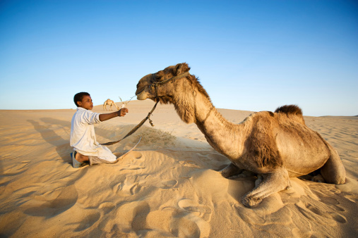 Bedouins with camels on the western part of The Sahara Desert in Egypt. The Sahara Desert is the world's largest hot desert.