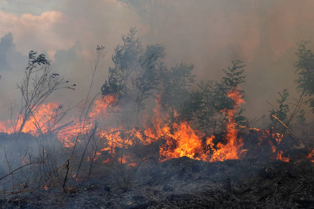 istock A stunning veld fire in a field in between a suburb and a railway 1754418177