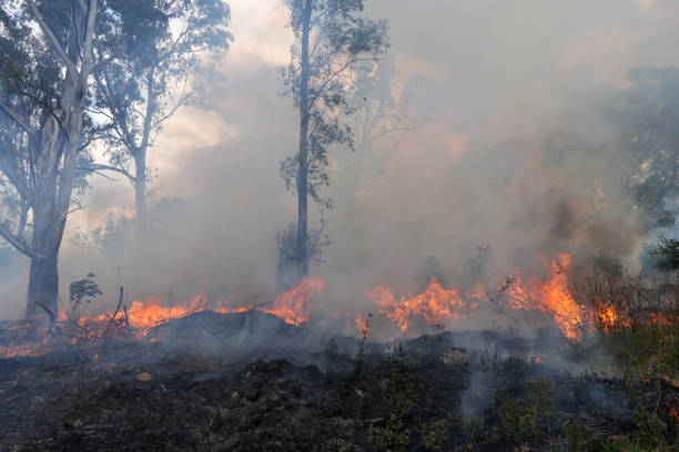 istock A stunning veld fire in a field in between a suburb and a railway 1754418178
