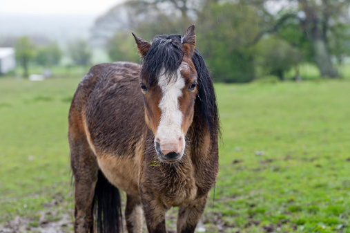 bay pony standing in a wet waterlogged field