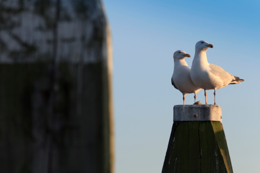A seagull (Black-headed gull with winter plumage) sitting on a guardrail.