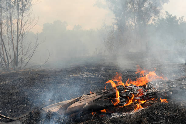 istock A stunning veld fire in a field in between a suburb and a railway 1754419957