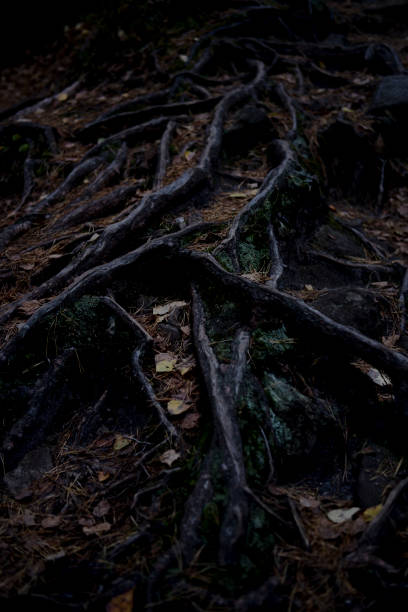 istock dense forest in the Carpathians. dense forest with large stones, covered with moss. Forest and moss 1754421780