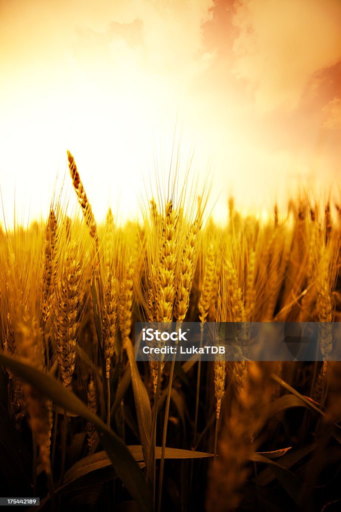 Campo de Trigo - Royalty-free Agricultura Foto de stock