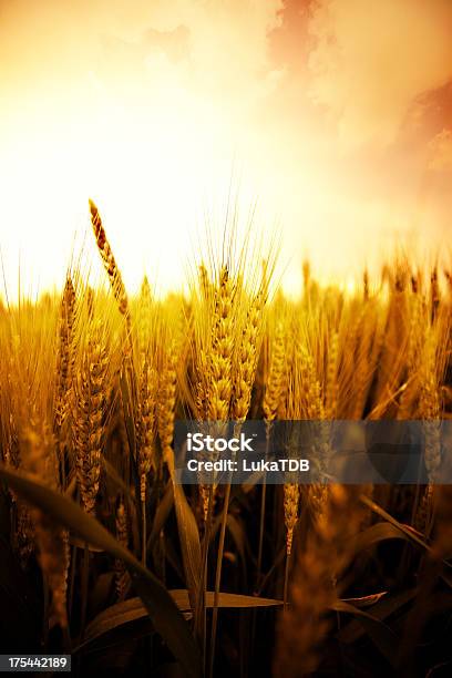 Campo De Trigo - Fotografias de stock e mais imagens de Agricultura - Agricultura, Alimento Básico, Aveia - Colheita