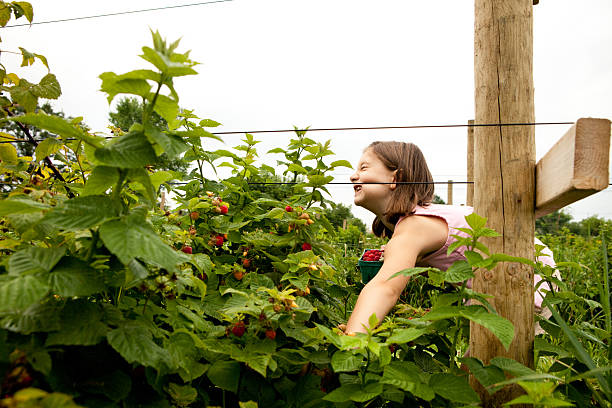  Color image of a seven year old little girl trying to get an out of reach raspberry, outside on a summer day.