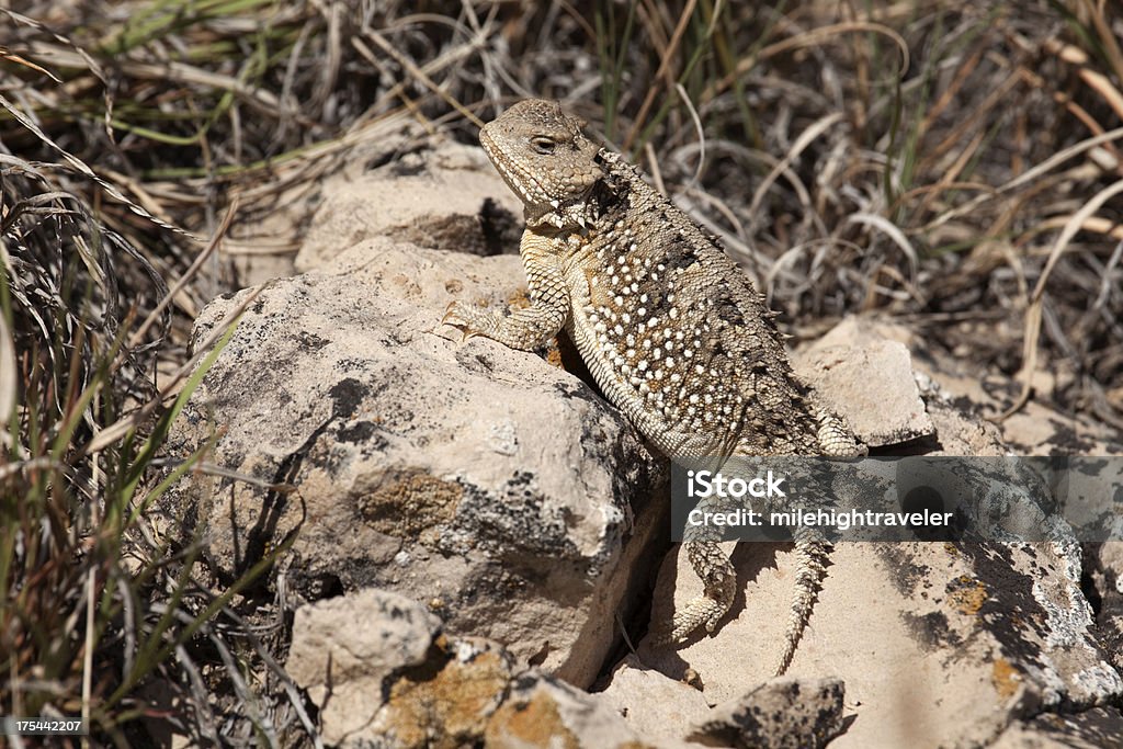 Short cornuto Prateria Nazionale di lucertola Pawnee Colorado - Foto stock royalty-free di Frinosoma