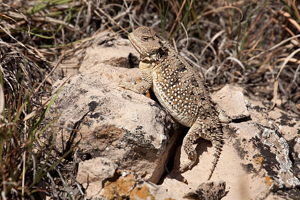 istock Short horned lizard Pawnee National Grasslands Colorado 175442207