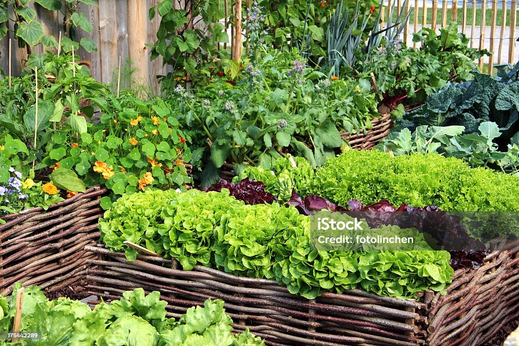 Kräuter und Gemüse - Lizenzfrei Hausgarten Stock-Foto