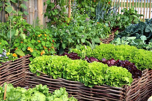 ハーブと野菜 - vegetable garden ストックフォトと画像