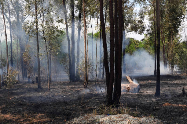 istock A stunning veld fire in a field in between a suburb and a railway 1754422891
