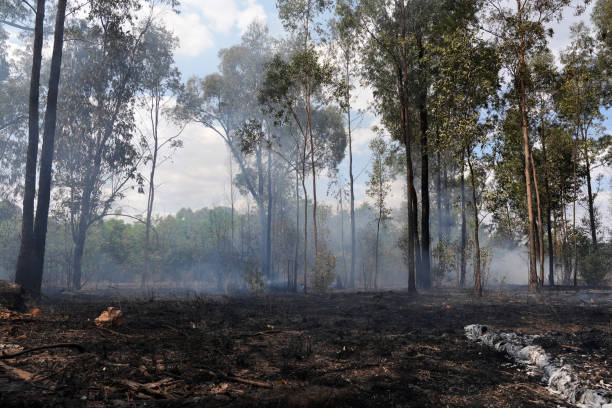 istock A stunning veld fire in a field in between a suburb and a railway 1754422901