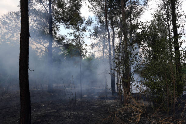 istock A stunning veld fire in a field in between a suburb and a railway 1754422944