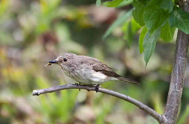 istock Spotted Flycatcher on twig, with prey for young 175442308