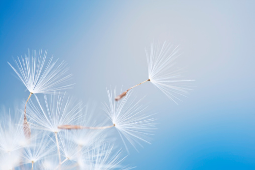 Dandelion and seeds in blue sky